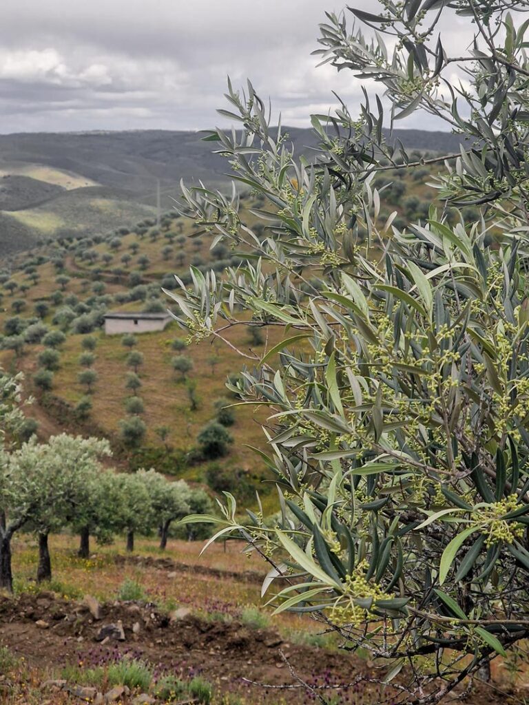 Detalhe de oliveira da Quinta Vale D'Anelha, em Almendra, no concelho de Vila Nova de Foz Côa